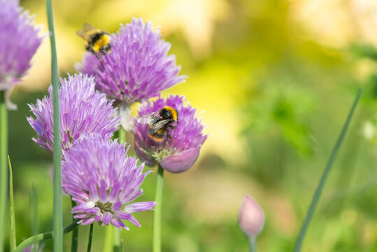 close-up of a bumble bees collecting pollen in a chive flower on green blurred backgroundin garden