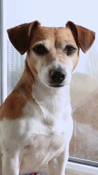 Adorable dog portrait Jack Russell terrier sits on the windowsill and looks in the camera. The room is bright indoors room and has plenty of daylight. vertical video footage