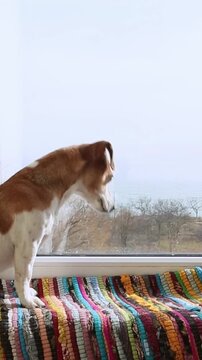 Dog Jack Russell terrier curious face sits on a striped rug on the windowsill and looks out the window attentively. The room is bright and has plenty of daylight. vertical video footage