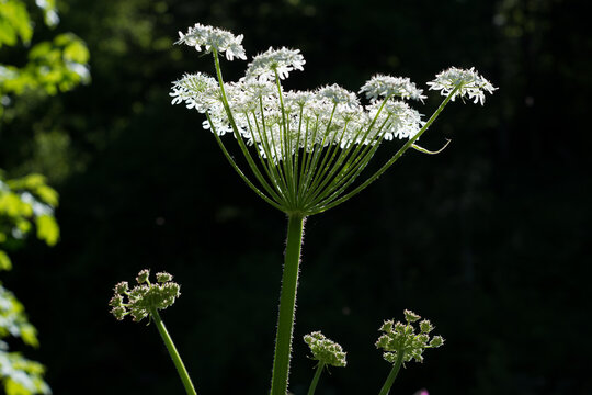 Fleurs de champs
