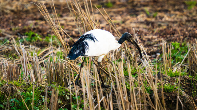 Ibis