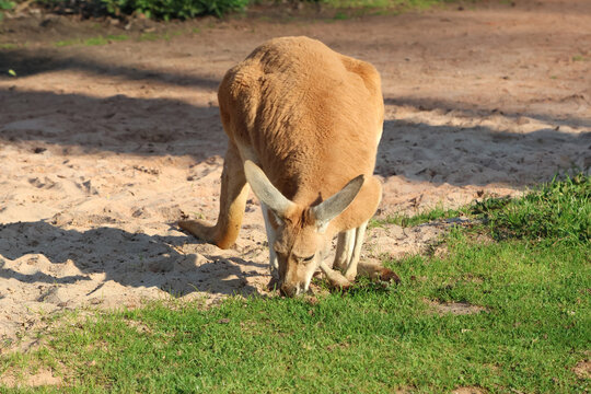 Kangaroo Grazing in Natural Habitat - Wildlife Photography for Nature Enthusiasts
