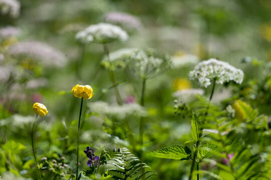 Fleurs de champs