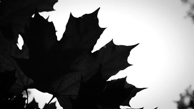 Black and White Silhouette of Maple Leaves against a Bright Sky, Nature's Dramatic Contrast, Autumn Aesthetic