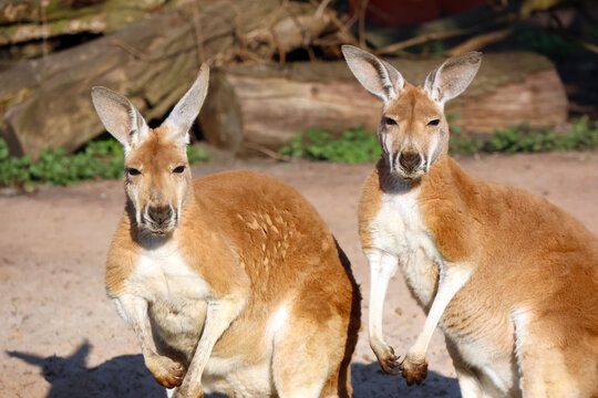 Kangaroo Duo in Natural Habitat: Wildlife Photography for Nature Enthusiasts