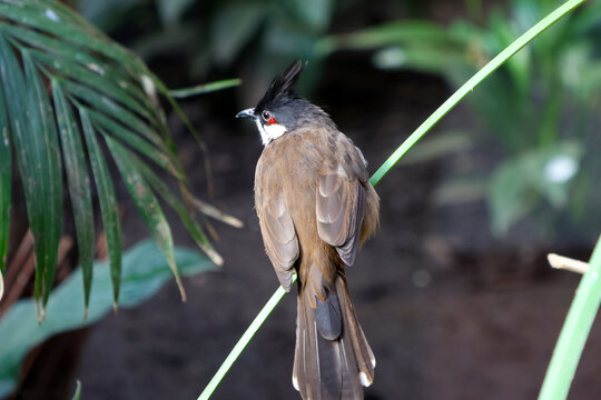 Wildlife Photography: Red-Whiskered Bulbul Perched in Lush Greenery