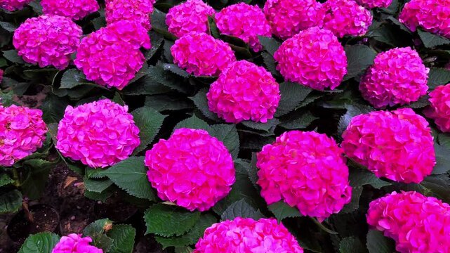 Hydrangea flowers in the park top view of the flower bed