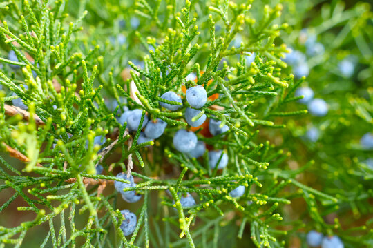 Juniper Berries on Evergreen Branch: Vibrant Nature Close-Up for Botanical Design