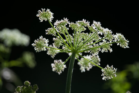 Fleurs de champs