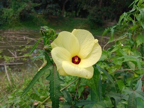 Abelmoschus manihot plant flower with green leaves, and branches background. Sunset hibiscus in nature. Aibika yellow blossom in Bangladesh. 