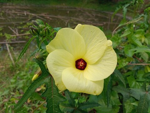 Abelmoschus manihot plant flower with green leaves, and branches background. Sunset hibiscus in nature. Aibika yellow blossom in Bangladesh. 