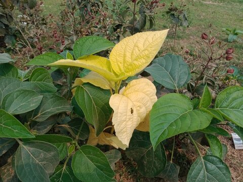 Hill Glory Bower plant leaves beauty in nature. Bagflower botany uncommon leaf in Bangladesh. Sticky Glorybower wild plant leaves background.  