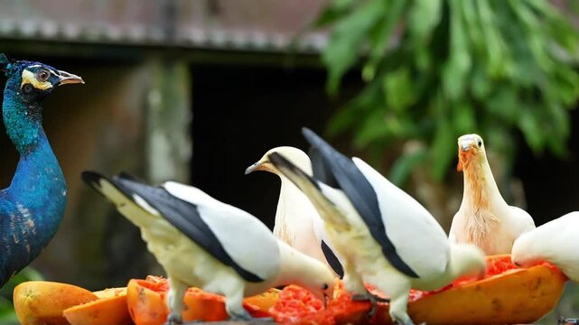 a pied imperial pigeon observing blue peacock and its pigeon friends eating papaya, pigeon eating papaya with other birds, wildlife bird in aviary footage
