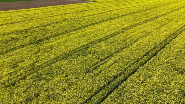Blooming Canola Field &ndash; Forward Rise Aerial Flight Over Peak‑Season Crops