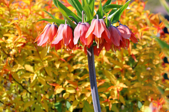 plante aux fleures orange pendantes