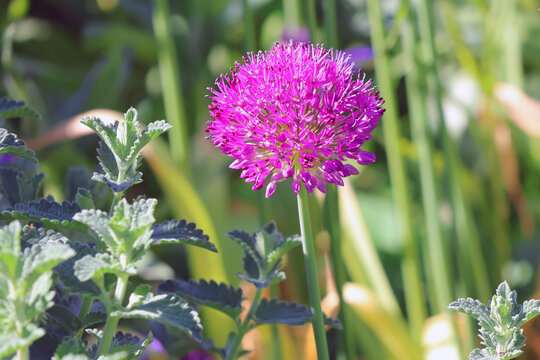 gros plan sur la fleur de l ail d ornement, 