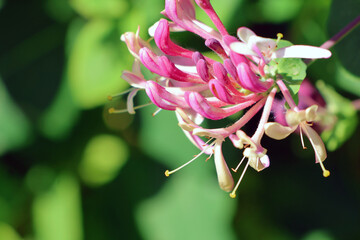 petit bouquet de fleur du chévrefeuille © helenedevun