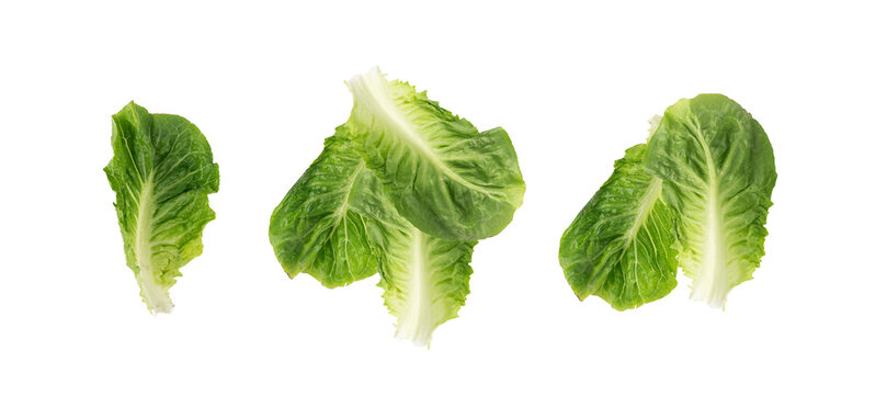 Romaine lettuce salad leaves isolated. Cos green leaves, fresh romain salat, raw romaine cabbage