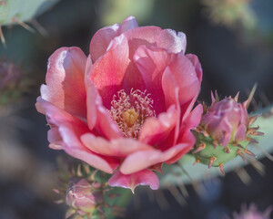 Pink Prickly Pear Cactus Bloom. Arizona Cactus Garden, Bay Area, California. © Yuval Helfman
