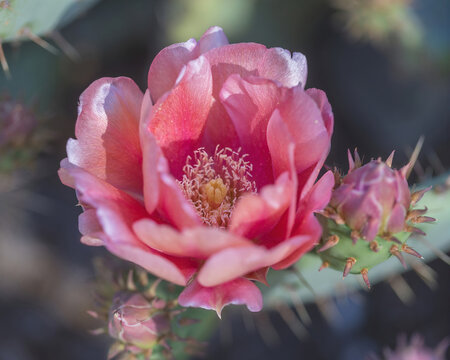 Pink Prickly Pear Cactus Bloom. Arizona Cactus Garden, Bay Area, California.