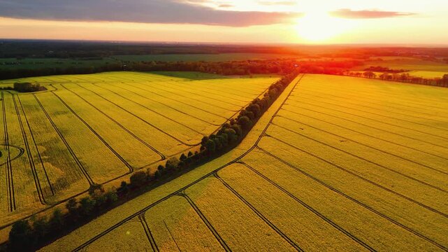 Sonnenuntergang im Rapsfeld 4k Drohne