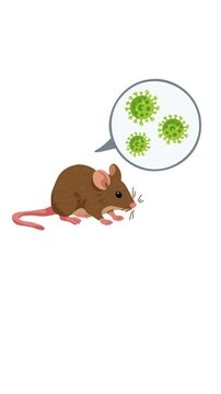 rats as carriers of hantavirus infection