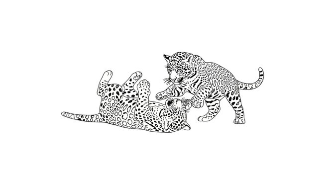 Two Playful Leopards in Black and White, Engaging in Playful Interaction.