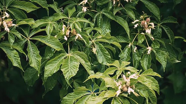 Close-up of lush green foliage and blossoms of a Horse Chestnut tree (Aesculus hippocastanum) after rain. High-quality footage of wet leaves with a dark moody background, perfect for nature, ecology