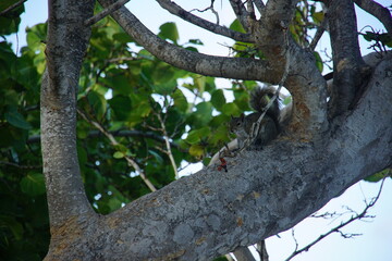Fototapeta premium fox squirrel, florida, key largo, march 2026, John Pennekamp Coral Reef State Park, state park, nature, wild animal, squirrel, travelling, north america