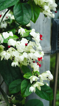 Clerodendrum Thomsoniae Bleeding Heart Vine White Red Flowers Tropical Greenhouse