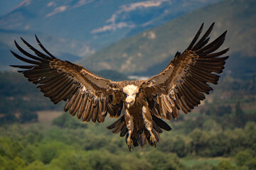 Fototapeta premium Griffon vulture flying directly toward camera with wings spread