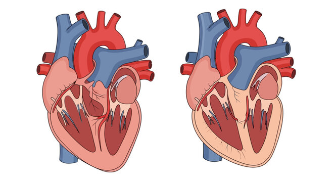 Detailed illustration of human heart anatomy with internal structure.
