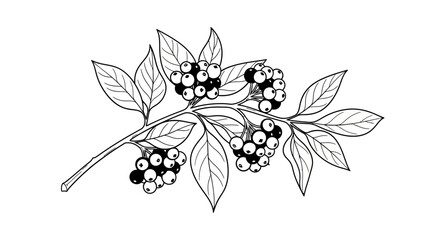 Black and white botanical illustration of a berry branch with leaves. © Kosong