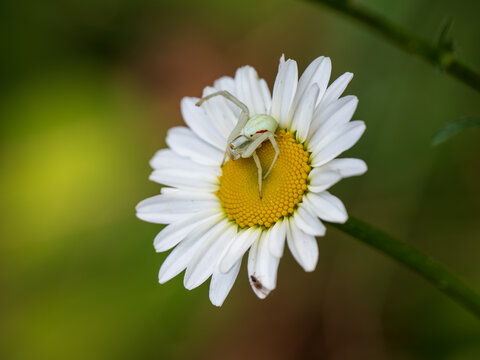 White Crab Spider on an Ox-eye Daisy