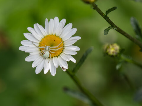 White Crab Spider on an Ox-eye Daisy