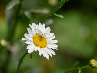 Fototapeta premium White Crab Spider on an Ox-eye Daisy