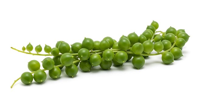 Green string of pearls succulent plant isolated on white background