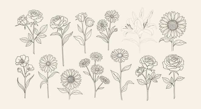 Collection of Hand-Drawn Botanical Illustrations of Various Flowers.