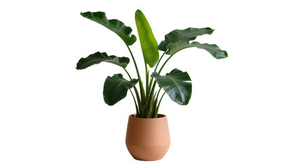 Fototapeta premium Large green Bird of Paradise plant in terracotta pot, isolated on transparent background