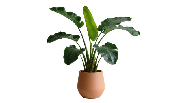 Large green Bird of Paradise plant in terracotta pot, isolated on transparent background