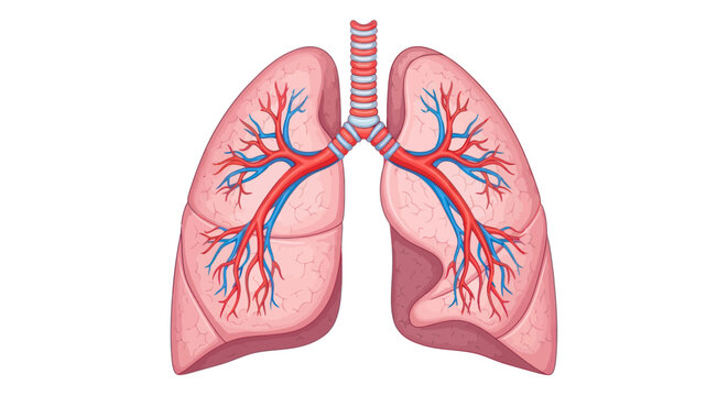 Human lungs with bronchial tree.