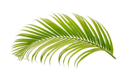 Fototapeta premium Vibrant green palm frond with delicate veins, isolated on transparent background