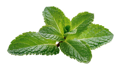 Fresh green mint leaves with serrated edges, isolated on transparent background © Aliona