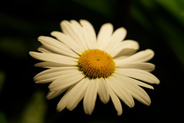 Close up of a Beautiful Daisy Flower Bloom © Jimmy