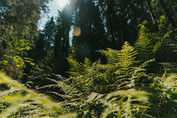 Fototapeta premium Bright green fern leaves in a dense evergreen forest illuminated by beautiful sunlight and lens flares, nature background.