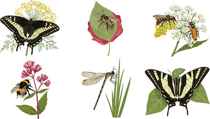 Collection of detailed insect illustrations including butterflies bees and dragonflies on plants perfect for nature and science education © Ali