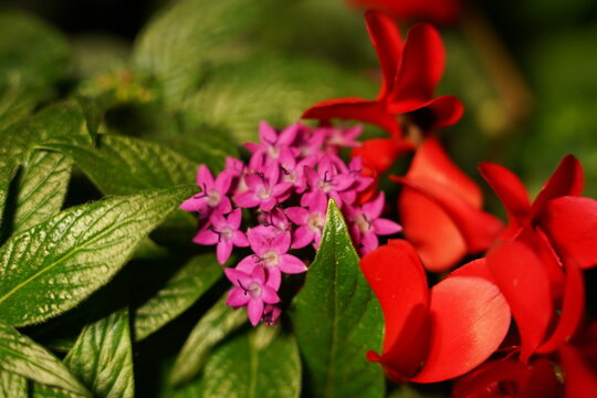 Pentastar Flowers and Red Flowers