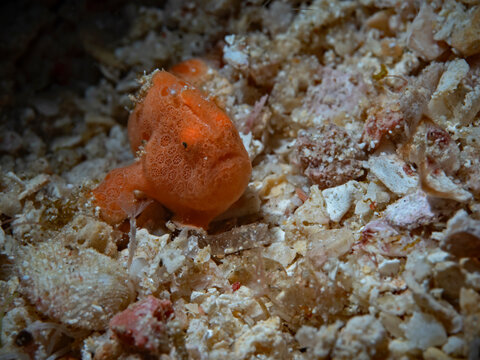 Painted frogfish - Antennarius pictus - Rundflecken Anglerfisch