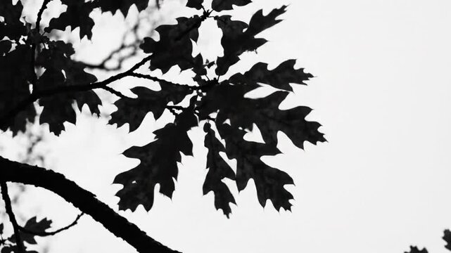 Black and white shot of oak leaves silhouette with sound of bird chirping on overcast day.
