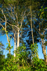 Fototapeta premium Rainforest in the Cuyabeno reserve, Ecuador